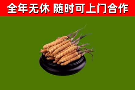 惠民回收冬虫夏草