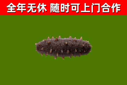 惠民回收海参干